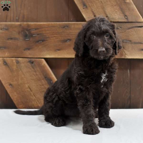 Libby, Labradoodle Puppy